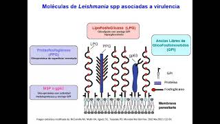 8 2 Kinetoplastida [upl. by Inttirb997]