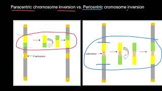 Inversion Mutations Paracentric vs Pericentric [upl. by Froehlich]