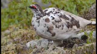 Rock Ptarmigan in Iceland [upl. by Nosrac]