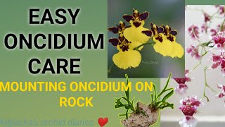 Easy Oncidium Dancing ladyorchid care for beginners How to mount an oncidium on a Rock [upl. by Orrin]