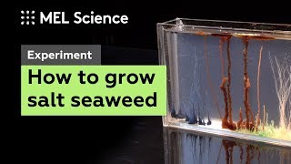 quotChemical gardenquot experiment How to grow seaweed from salts [upl. by Gnel]