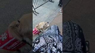 Service Dog Goes to a Concert 🎶 servicedog dogshorts [upl. by Idoj670]