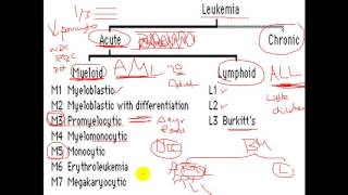 Pathology  dr Nafea  Acute myeloid leukemia AML أورام [upl. by Salomie]