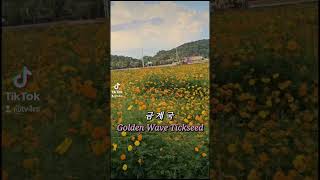 금계국 Golden Wave Tickseed 화순가볼만한곳 화순 고인돌 가을꽃 축제 여행202410181027 여행 [upl. by Animrelliug647]