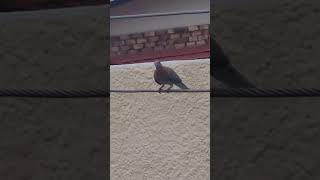 Laughing Dove birds lovebirds nature tranding viralvideo shorts shortvideo new [upl. by Mellar627]