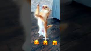 Animal Dance animal shorts viral bdanimalstory song music tseries [upl. by Moira742]