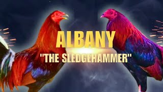 ALBANY GAMEFOWL BLOODLINE Fighting Style and History [upl. by Yrevi]