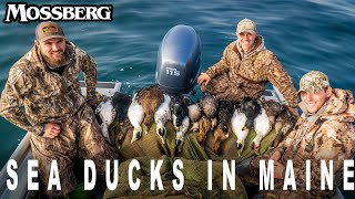 Sea Duck Hunting in Maine  The Waterfowl Collective [upl. by Denyse]