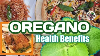 BEST OREGANO HEALTH BENEFITS katatayvlog herbal oregano [upl. by Perle381]