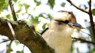 Kookaburra Sits in the Old Gum Tree [upl. by Race]