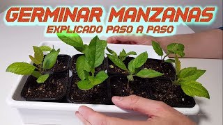 Germinar Manzanas Rápido  Sembrar y Cultivar Manzana  Germinar semillas de Manzana  Huerto [upl. by Home]