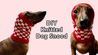 Lets knit a dog snood for my mini dachshund [upl. by Elyse]