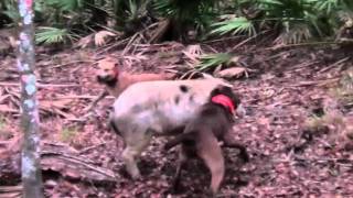 Hog Hunting Solo in Florida with Dogs [upl. by Lohrman]