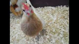 Pyle Dutch Bantams [upl. by Yalonda]