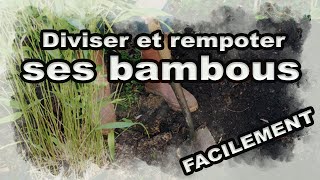 Diviser et Rempoter ses bambous facilement zeprofdortie [upl. by Maillw]