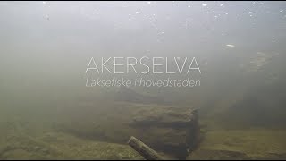 Akerselva  laksefiske i hovedstaden [upl. by Chon]