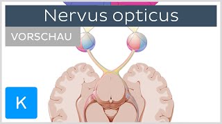 Nervus opticus Anatomie und Funktion Vorschau  Kenhub [upl. by Florella271]