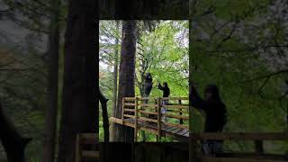 Killiecrankie Zip Line Adventure [upl. by Ayiram]