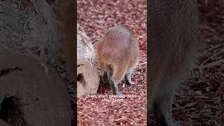 Exploring the Secret Lives of Capybaras  Fascinating Animal Behavior shorts animals capybara [upl. by Kirat662]