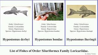 Fishes of Order Siluriformes Family Loricariidae chaetostoma hypostomus peckoltia ancistrus niger [upl. by Meyers]