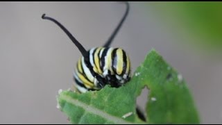 Life Cycle of the Monarch Butterfly [upl. by Leviram]