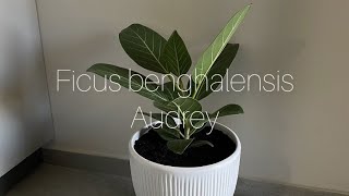 Ficus Audrey [upl. by Nuhsar]