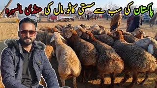 Mansehra Bakra Mandi Latest Update 25 December 2023  Sasta Mall [upl. by Veedis]