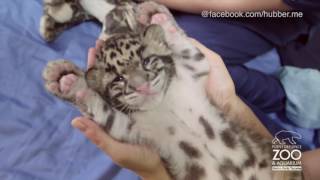 Tacoma Zoo Washington NebelparderBaby genießt Streicheleinheiten [upl. by Nylirrehs]