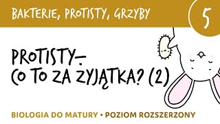 Przegląd protistów cz2  Protisty roślinopodobne i grzybopodobne  biologia matura liceum [upl. by Yetah793]