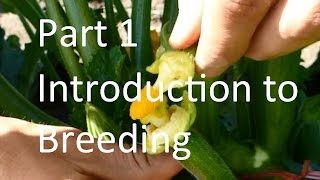 Breeding Cucurbit Vine Crops An Introduction [upl. by Riegel409]