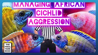 African Cichlid Aggression How to beat it [upl. by Llewol]