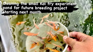 Cleaning the small Koi fry experiment pond for future breeding project starting next month koi [upl. by Ayouqes226]