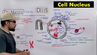 Cell Nucleus quotStructure and Functions of Nucleusquot Detailed Series [upl. by Isteb]