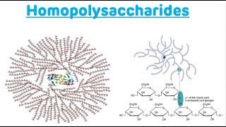 Homopolysaccharides  Homopolysaccharides Biochemistry [upl. by Ane228]