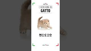 🇮🇹SHORT ITALIAN LESSONS  ✳️Lessico  L altro nome del gatto✳️ short italianlessons [upl. by Bluma]