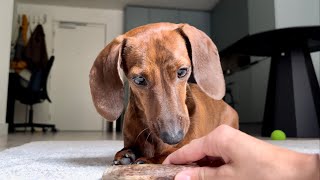 Slow Sunday morning with a mini dachshund [upl. by Ellenaj]