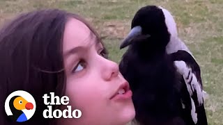 9yearold Is Best Friends With A Wild Magpie  The Dodo [upl. by Julianna]