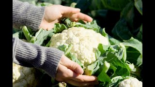 Growing Cauliflower from Sowing to Harvest Complete Growing Guide [upl. by Htaeh]