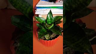 Snake plant propagation ☘️✨houseplants garden plantpropagation shortsviral shorts foryou [upl. by Ykvir]