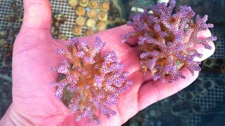 Coral Greenhouse of Tampico Coral Farms Oregon [upl. by Alberic]