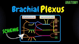 Brachial Plexus Scheme  Quiz  Anatomy [upl. by Rhody710]