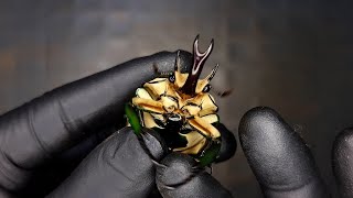 Look at how beautiful the beetles are Beetle ASMR [upl. by Rojas]