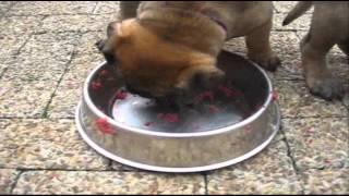 6 week old Bullmastiff puppies fed only on BARF diet [upl. by Naesar]