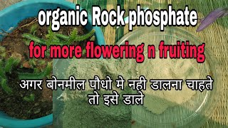 Organic Rock phosphate Adhik flowering n fruiting Ke Liyehow to use rock phosphate in plants [upl. by Callie]