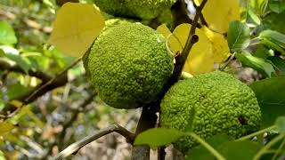 Maclura pomifera [upl. by Suaeddaht802]