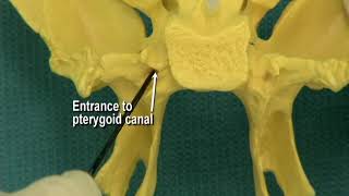 114 Step 24 Pterygoid canal and pterygopalatine fossa [upl. by Heilman]