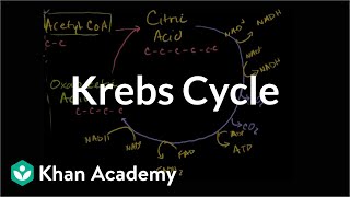 Krebs  citric acid cycle  Cellular respiration  Biology  Khan Academy [upl. by Ysset]