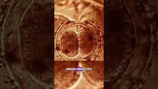 ¿Qué Es La Mitosis  BiologíaDesdeCero [upl. by Priscilla169]