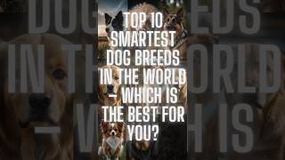 Top 10 Smartest Dog Breeds in the World – Which is the Best for You SmartDogs TopDogBreeds [upl. by Ziom]