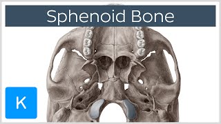 Sphenoid Bone  Definition Location amp Function  Human Anatomy  Kenhub [upl. by Bernardo]